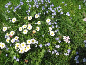 ereprijs en madelief