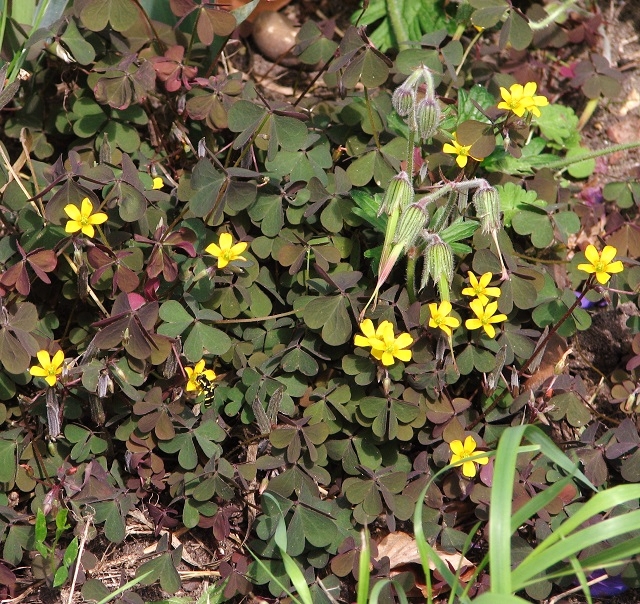 gehoornde_klaverzuring20_april_640_604