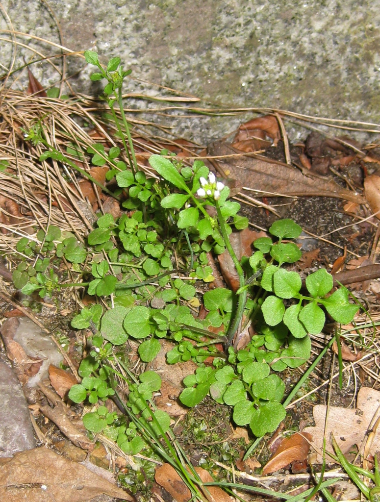 kleine_veldkers_wiki-26_april_775_1024