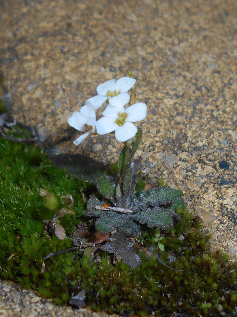 rozetsteenkers_wiki-_26_april_768_1024